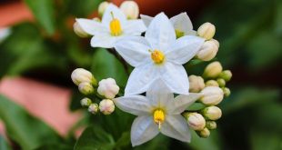 Il gelsomino, un delicato fiore antirughe