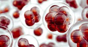 Il natecium, principio attivo stimolante per il rinnovamento cellulare