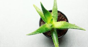 Aloe vera e tee tree oil: insieme sono un rimedio miracoloso per la pelle grassa