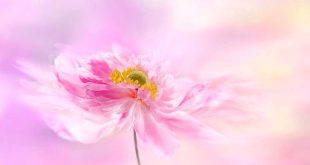 Il segreto di bellezza per un aspetto splendente? La peonia imperiale.