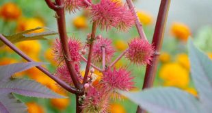 L'olio di ricino, l'idratante naturale per la pelle