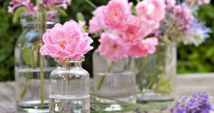 Pelle elastica e giovane? Proviamo l’olio di rosa mosqueta!